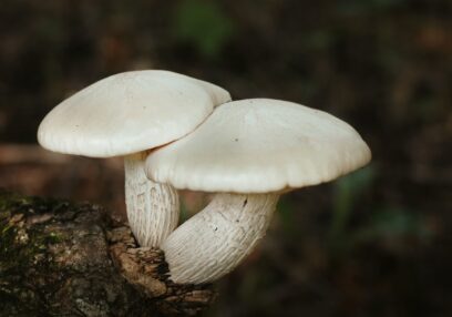 Mushroom supplements for athletic performance