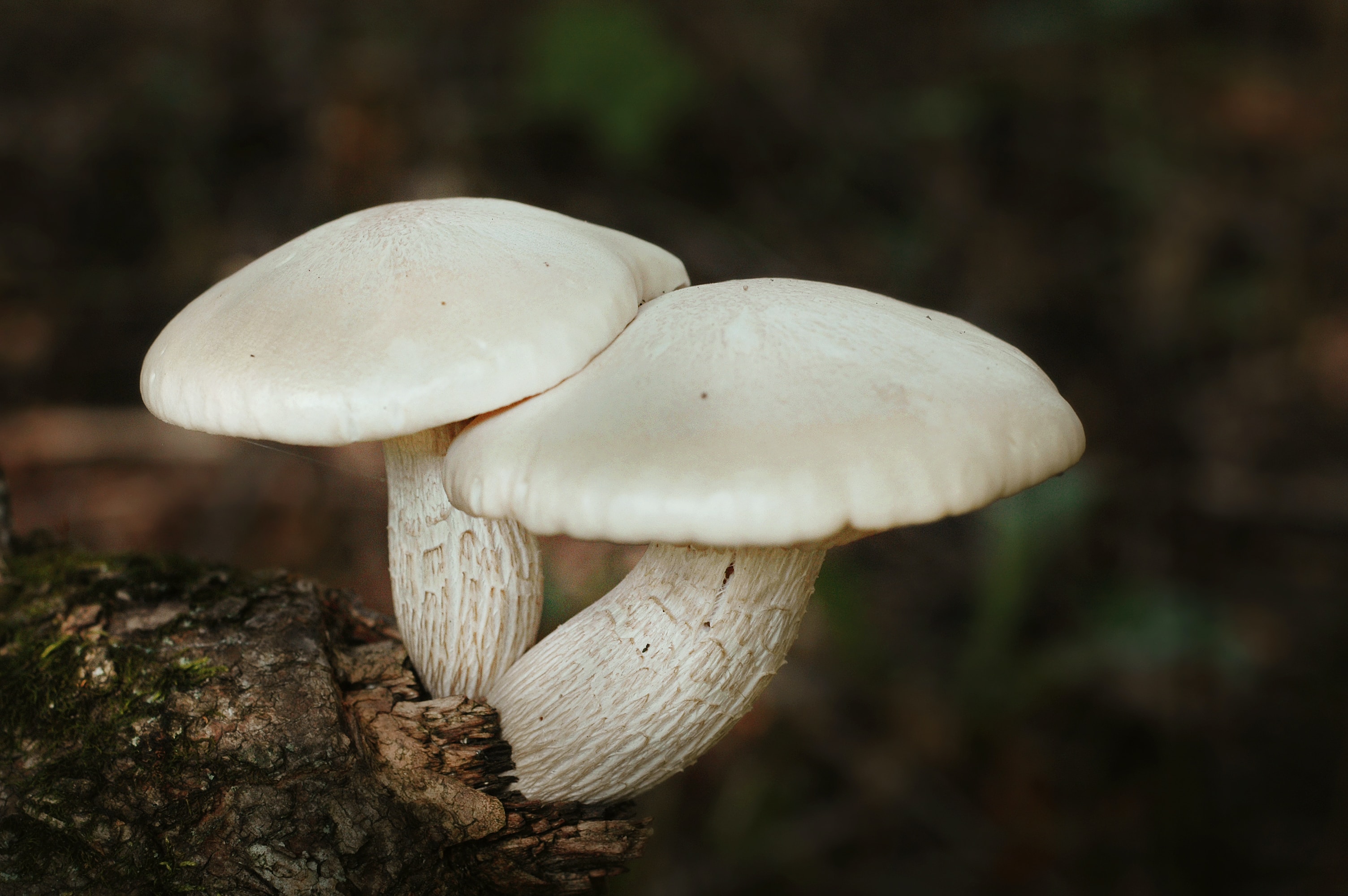 Mushroom supplements for athletic performance